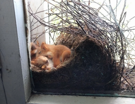 Mother Saw Squirrels In Her Window – But When She Taken A Closer Look At Them She Called The Police Immediately