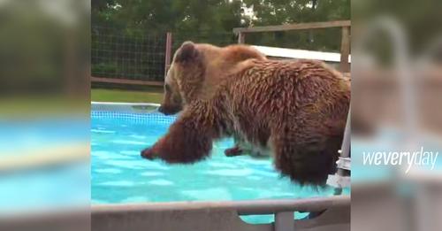 Grizzly bear beams proudly at camera after big belly flop in Florida ...