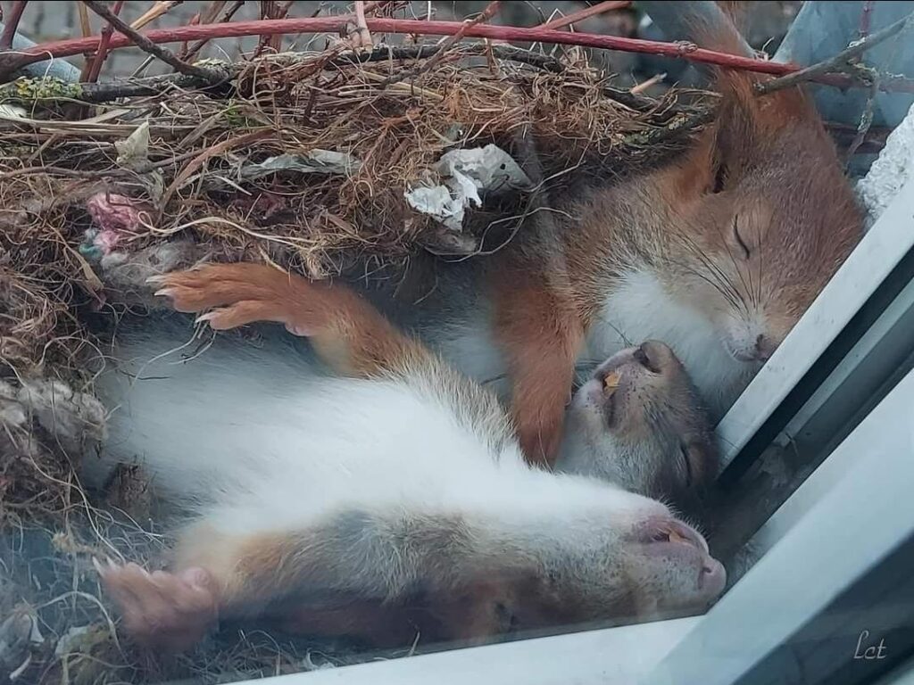 Mother Saw Squirrels In Her Window – But When She Taken A Closer Look At Them She Called The Police Immediately